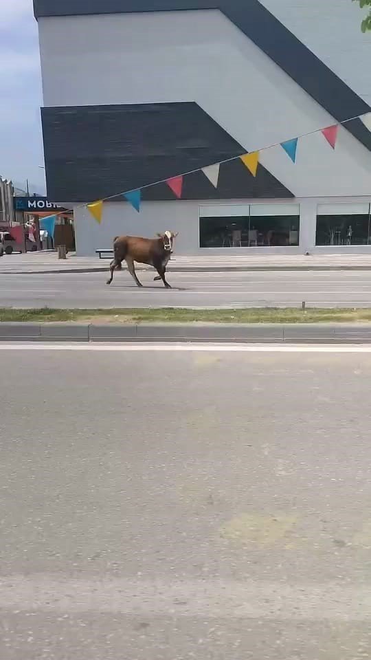 Kurbanlık Trafiği Alt Üst Etti