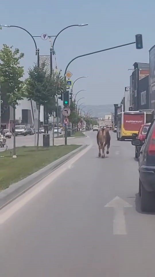 Kurbanlık Trafiği Alt Üst Etti