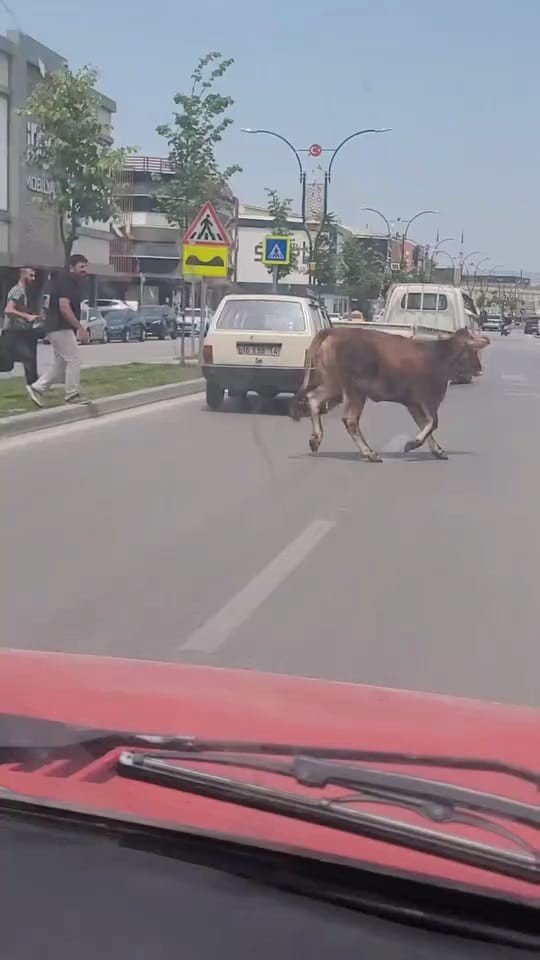 Kurbanlık Trafiği Alt Üst Etti