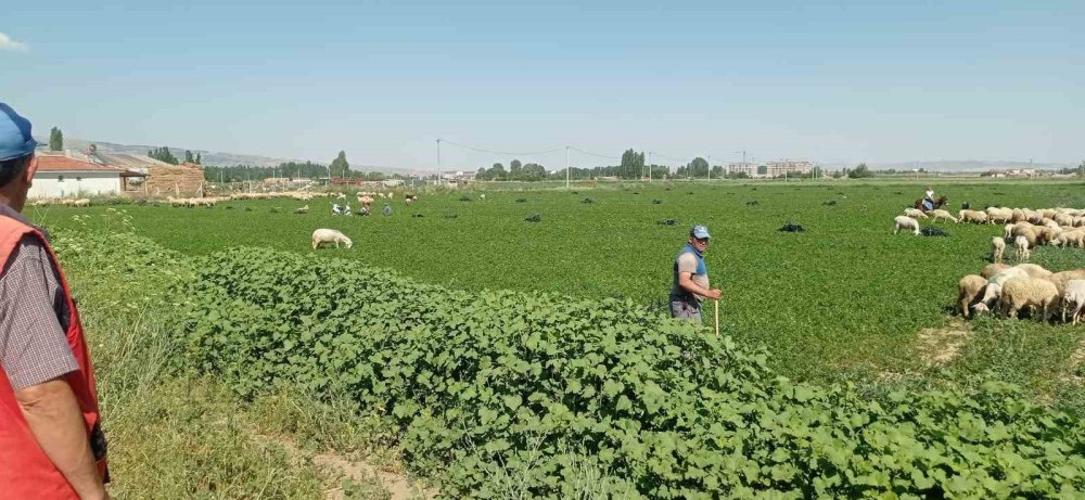 Çiftçiler Satamadıkları Maydanozu Koyunlara Yedirdi