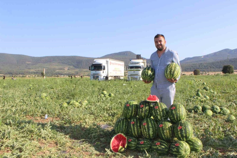 Osmaneli'nde karpuz hasadı