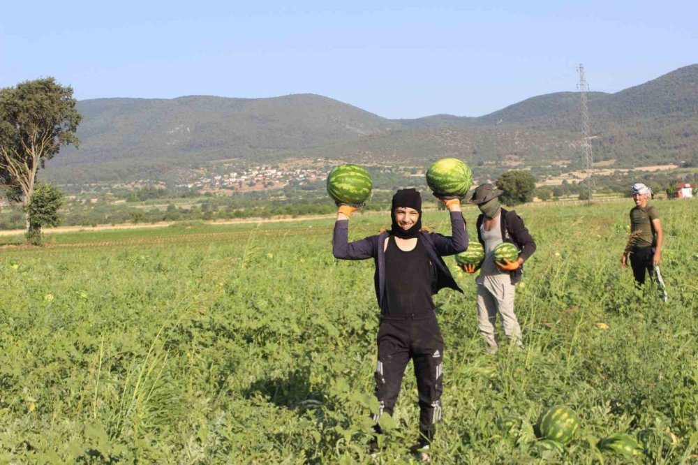 Osmaneli'nde karpuz hasadı