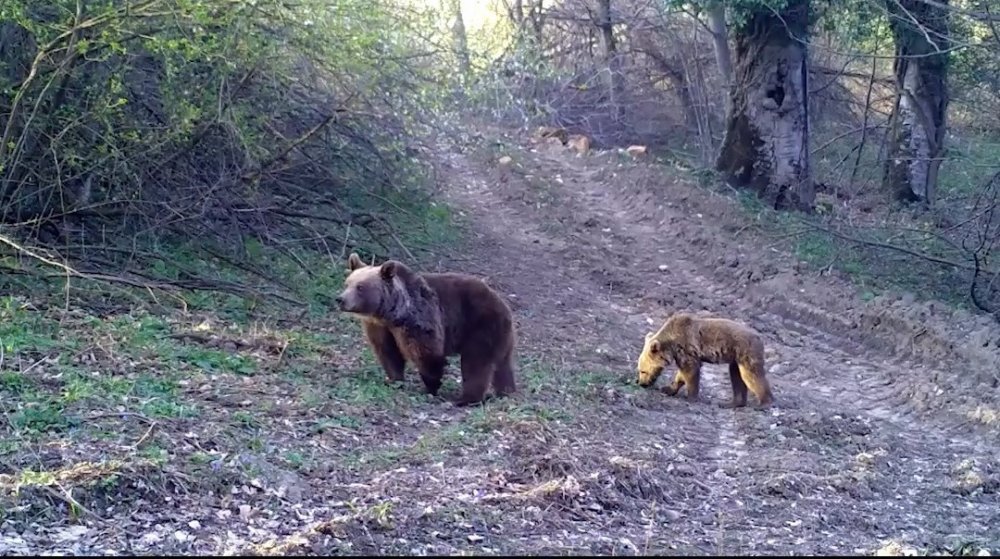 Yaban Hayvanları Fotokapana Yakalandı