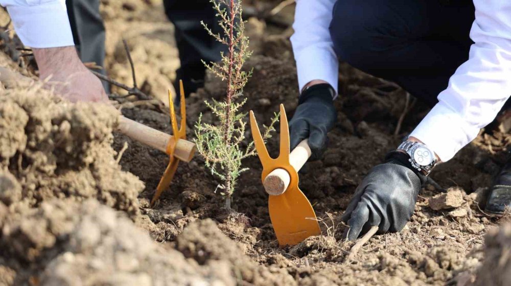 Yeşil Dönüşüm Ormanları Projesi, 80 Bin Metrekare Yeşil Alan Oluşturdu