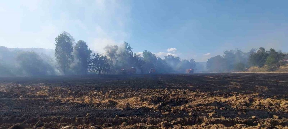 20 Dönümlük Buğday Tarlası Kül Oldu