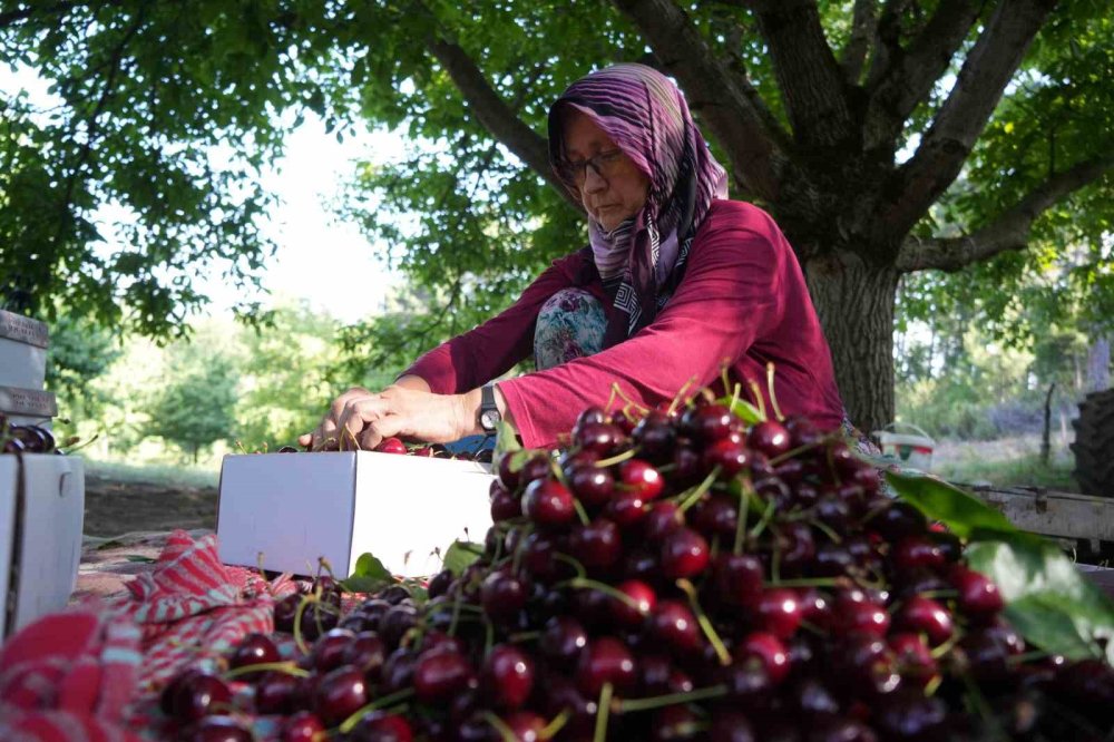 Coğrafi İşaretli Kirazda 22 Bin Ton Rekolte Bekleniyor