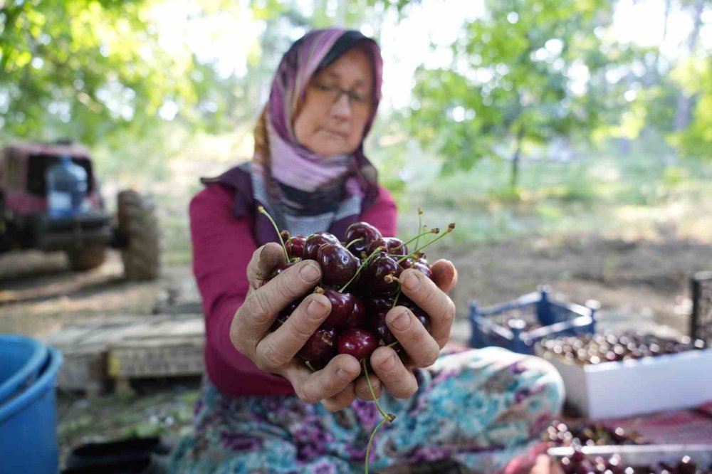 Coğrafi İşaretli Kirazda 22 Bin Ton Rekolte Bekleniyor