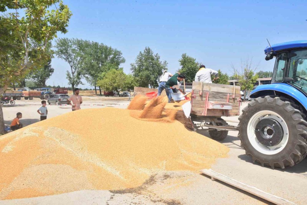 Tmo Buğday Ve Arpa Alımına Başladı