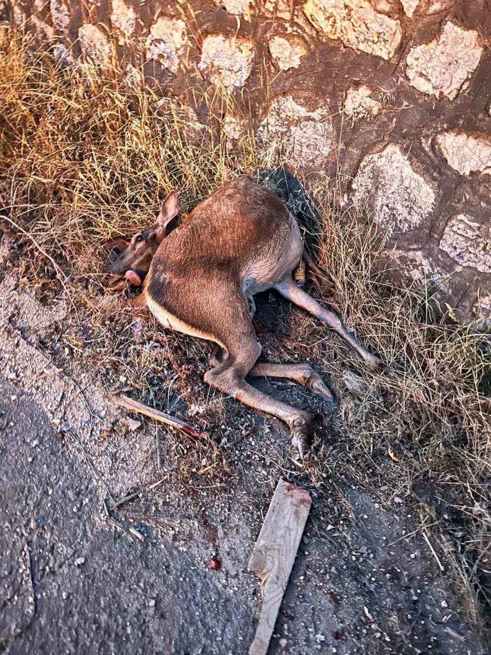 Yola Fırlayan Geyiğe Otomobil Çarptı