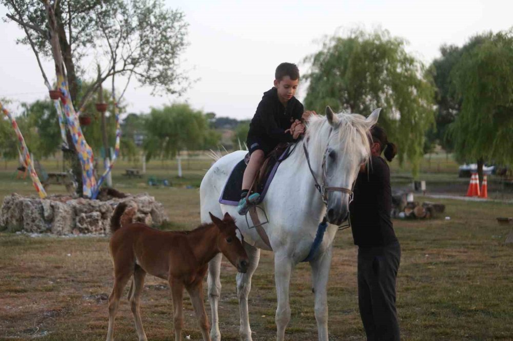 Kısır Sanılan At, 10 Yıl Sonra İlk Kez Doğum Yaptı