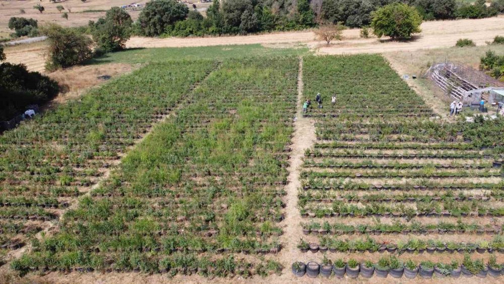 Şifa Deposu Yaban Mersininde Hasat Zamanı