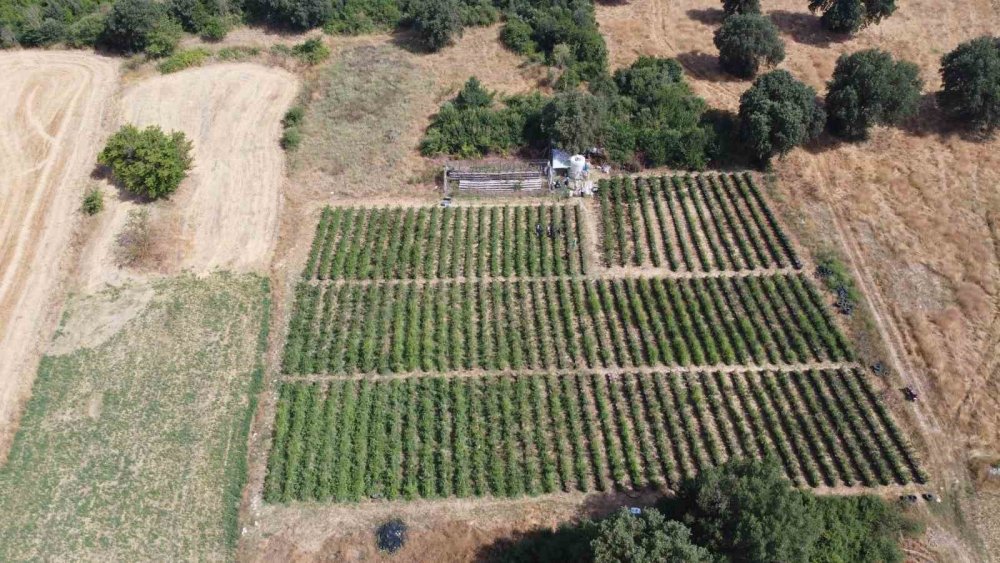 Şifa Deposu Yaban Mersininde Hasat Zamanı