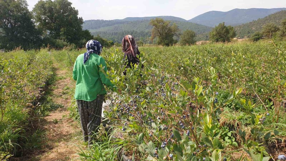 Şifa Deposu Yaban Mersininde Hasat Zamanı