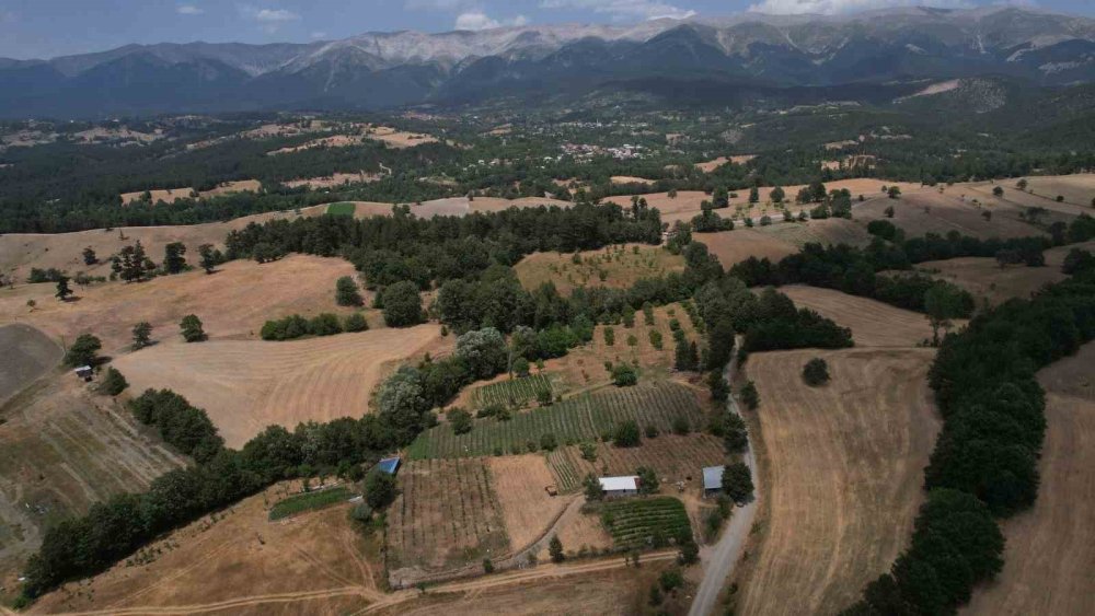 Şifa Deposu Yaban Mersininde Hasat Zamanı