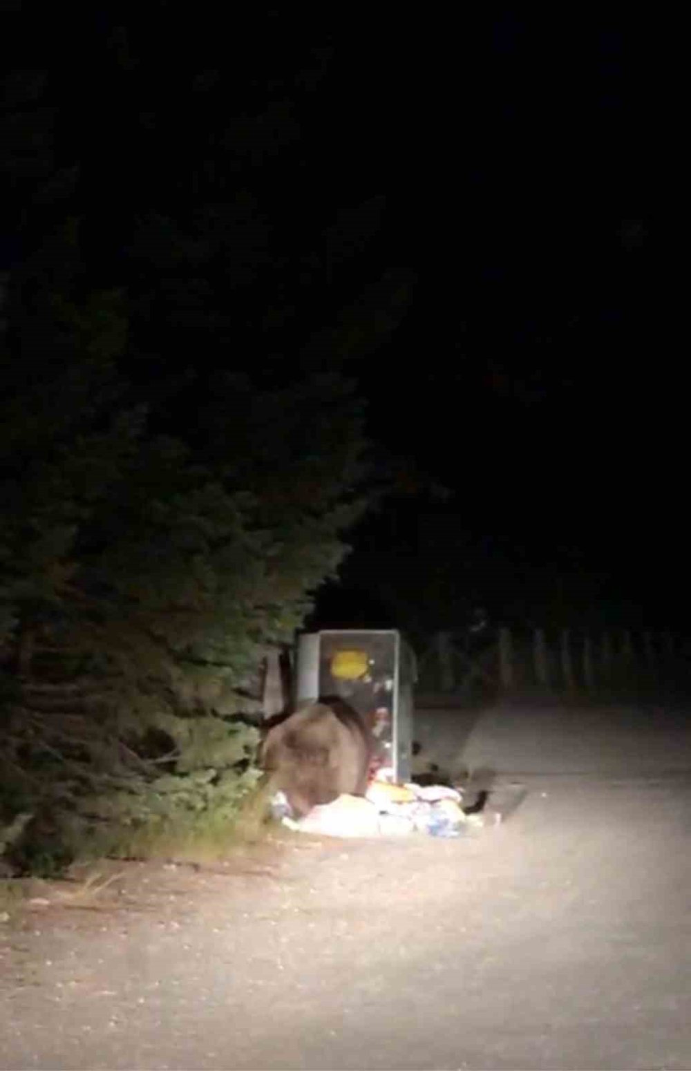 Aç Kalan Ayı Yemek Ararken Görüntülendi