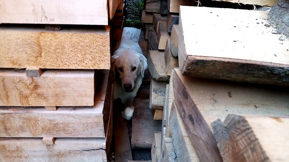 Kerestelerin Arasına Sıkışan Köpeği İtfaiye Kurtardı