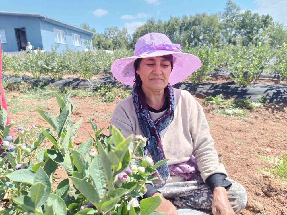 Deneme Amaçlı Ekildi, Köyün Geçim Kaynağı Oldu