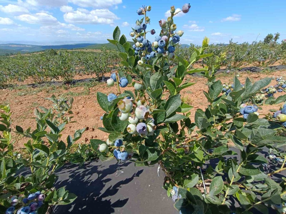 Deneme Amaçlı Ekildi, Köyün Geçim Kaynağı Oldu