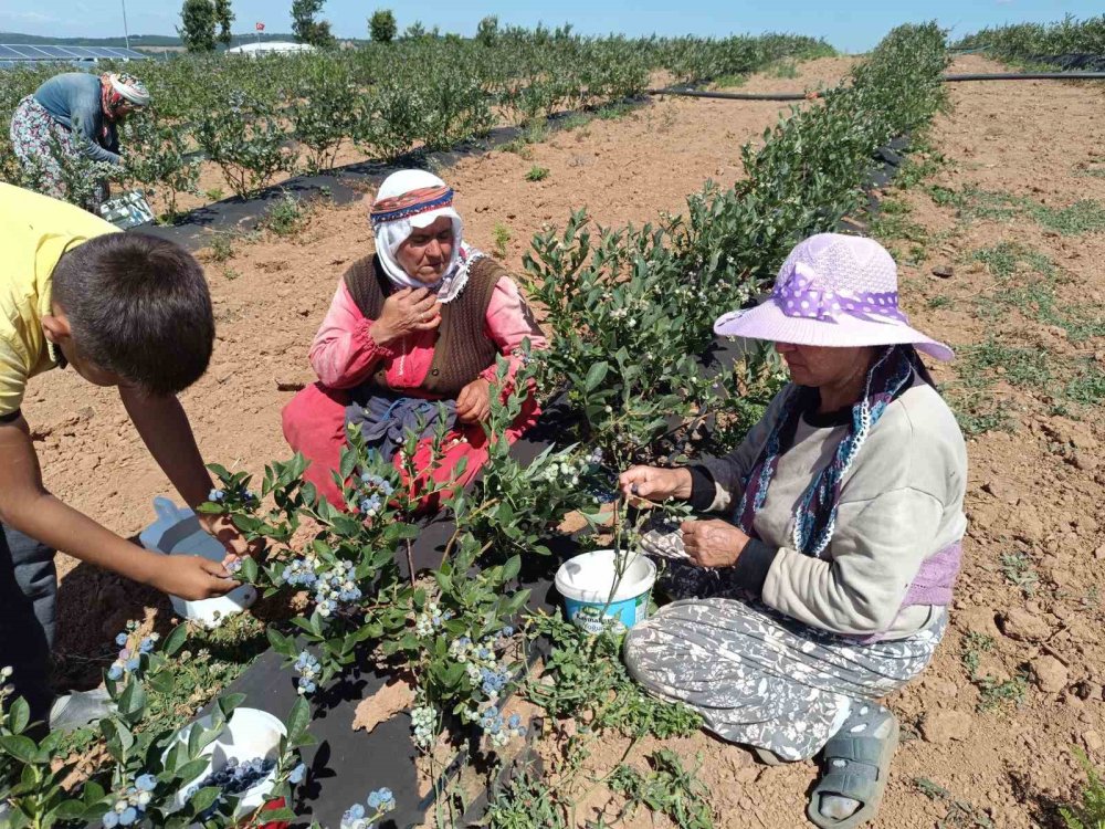 Deneme Amaçlı Ekildi, Köyün Geçim Kaynağı Oldu