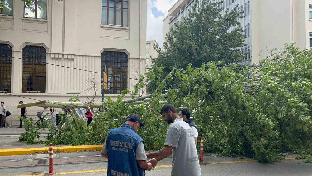 Ağaç Dalı Yaya Ve Araç Trafiğinin Ortasına Düştü, Facia Kıl Payı Atlatıldı