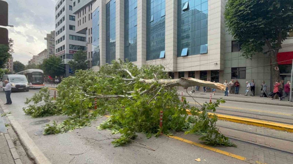 Ağaç Dalı Yaya Ve Araç Trafiğinin Ortasına Düştü, Facia Kıl Payı Atlatıldı