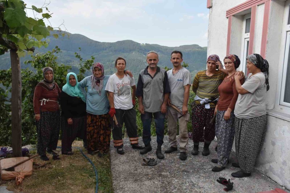 Fındık Hasadına Günler Kala  Temizlik Başladı