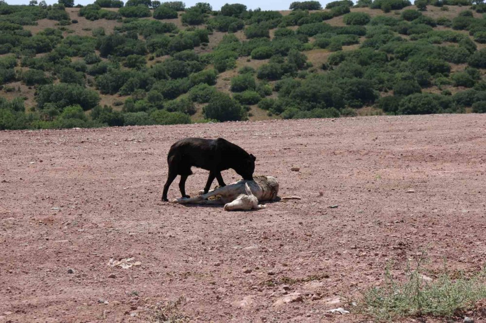 Başıboş Köpekler 7 Koyunu Telef Edip Onlarcasını Yaraladı