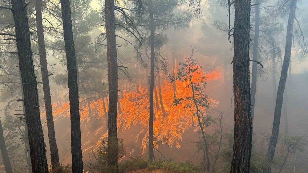 Orman Yangını Korkuttu