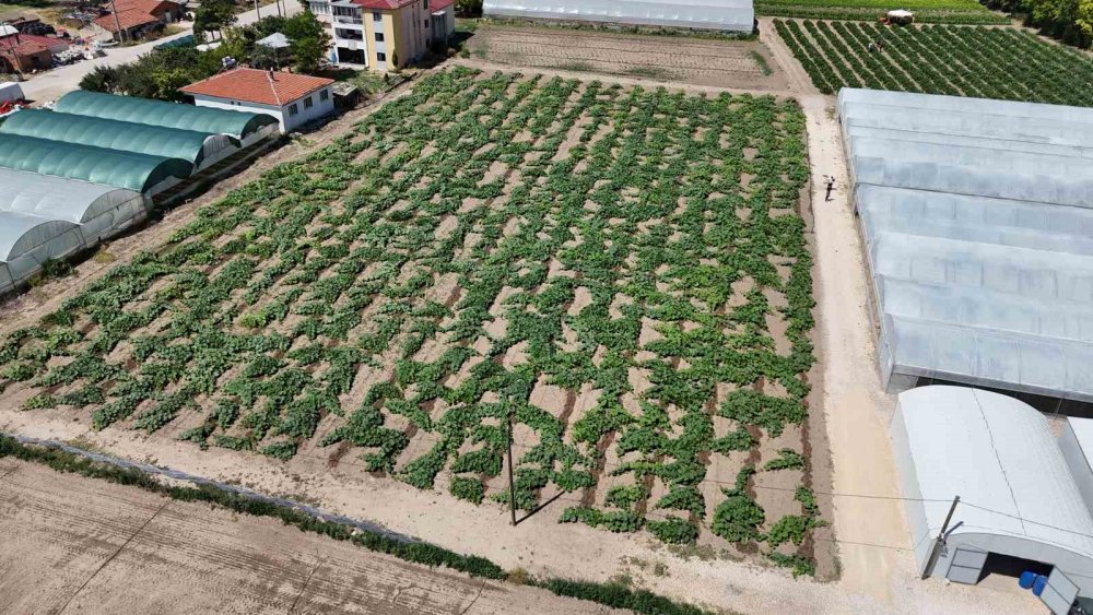 Salatalık Ve Kabak Fiyatları Üreticiyi Tatmin Edecek Seviyeye Ulaştı