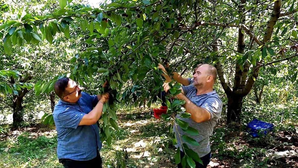 Kiraz Hasadı Başladı