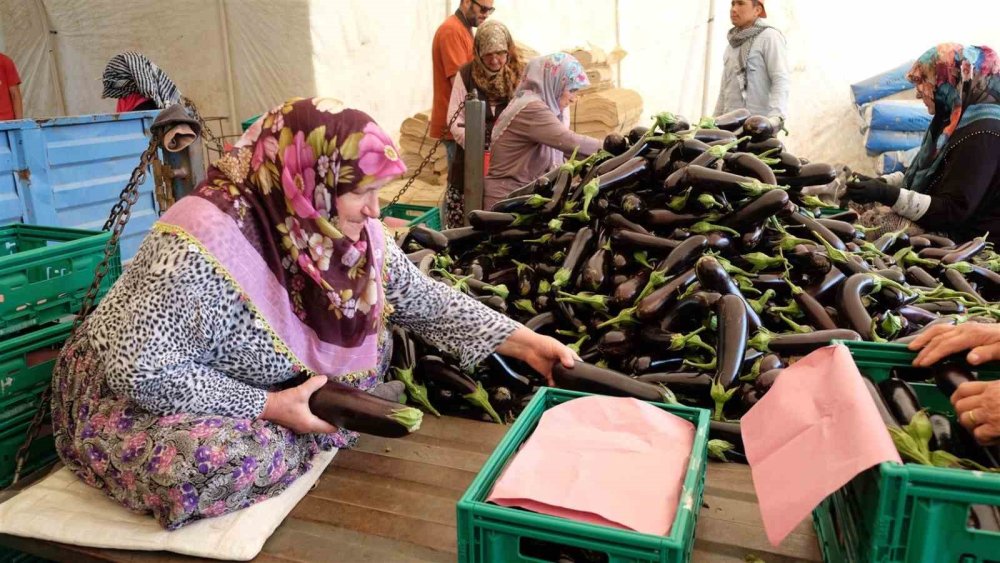 Patlıcanda Hasat Şenliği