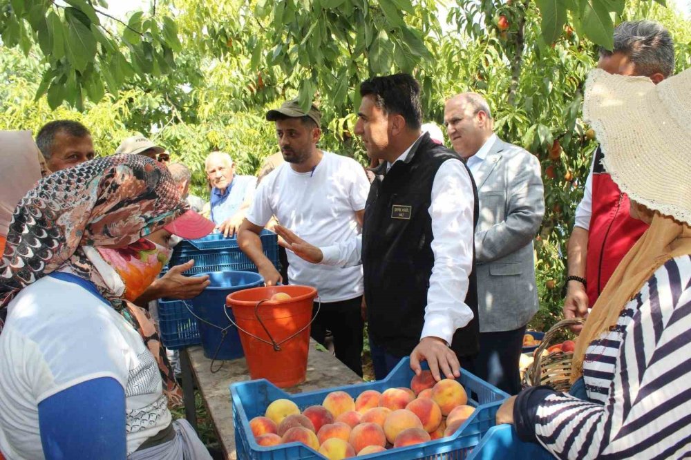 Şeftali üreticisinin yüzü gülüyor