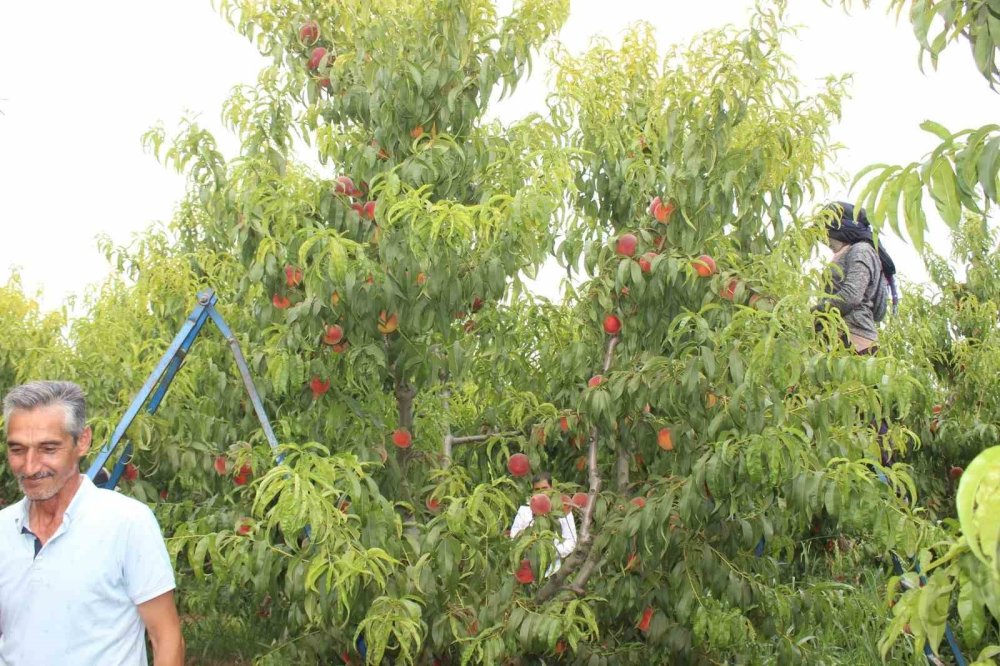 Şeftali üreticisinin yüzü gülüyor