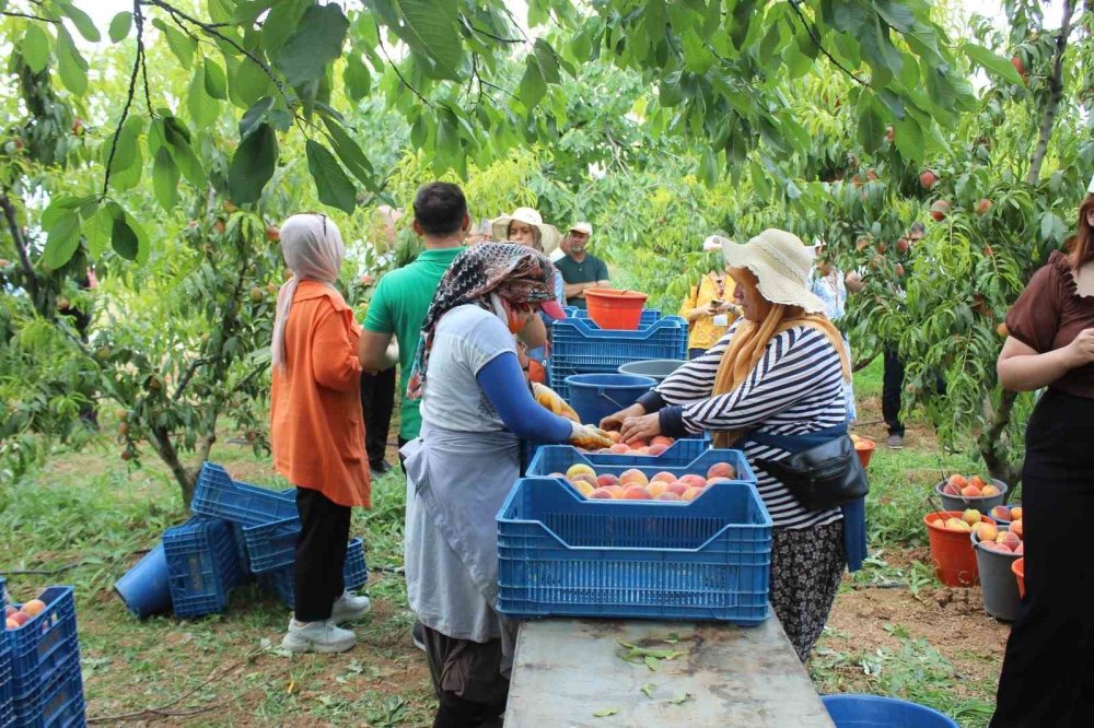 Şeftali üreticisinin yüzü gülüyor