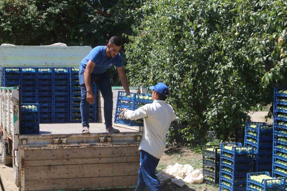 Yaz Tatilinde Tarlaya Koştular, 40 Derece Sıcakta Hasat Yaptılar