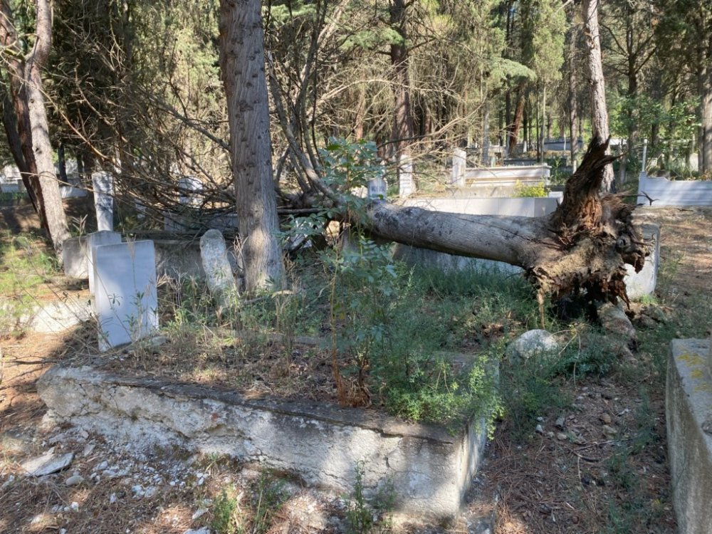 Mezarların Üzerine Devrilen Ağaçları Kaldırmayan Belediyeye Tepki