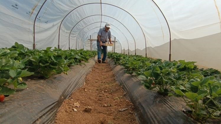 Hobi Olarak Başladığı Çilek Yetiştiriciliğinde Yılda 6 Ton Çilek Üretiyor