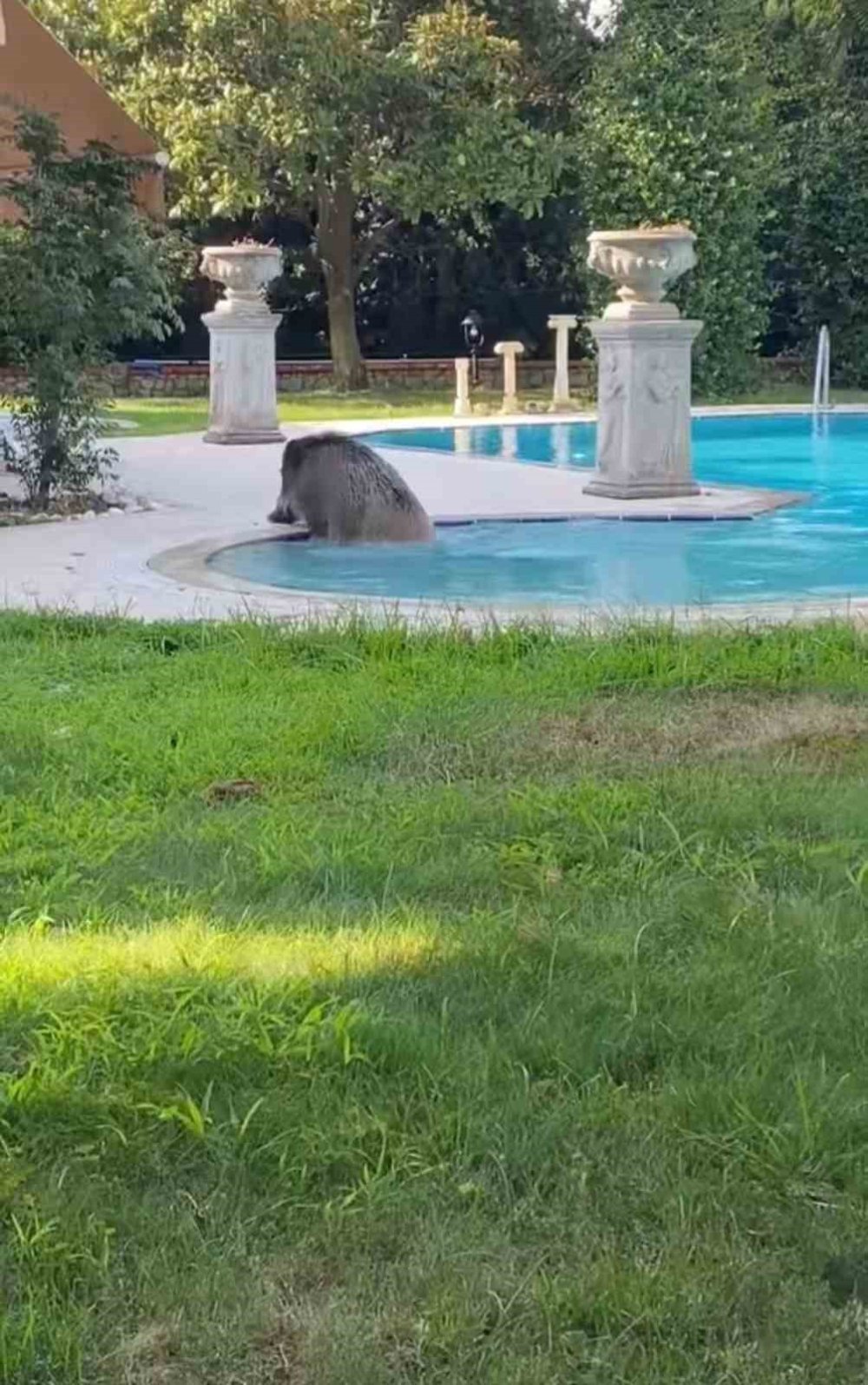 Villaya Kaçak Giren Domuz Havuza Düştü