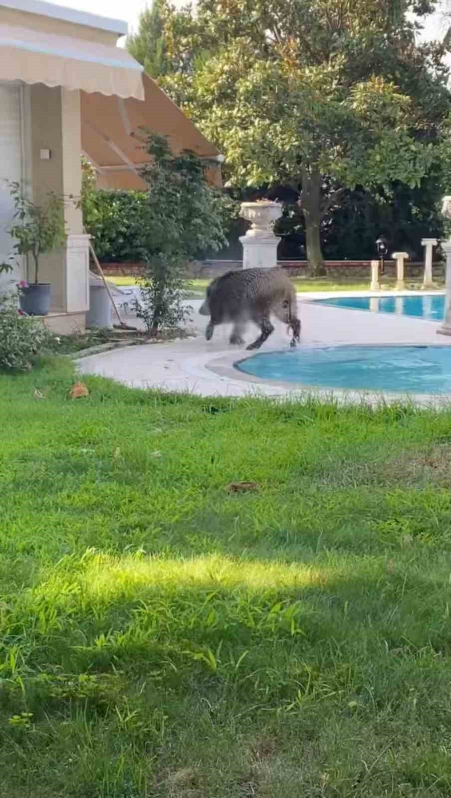 Villaya Kaçak Giren Domuz Havuza Düştü