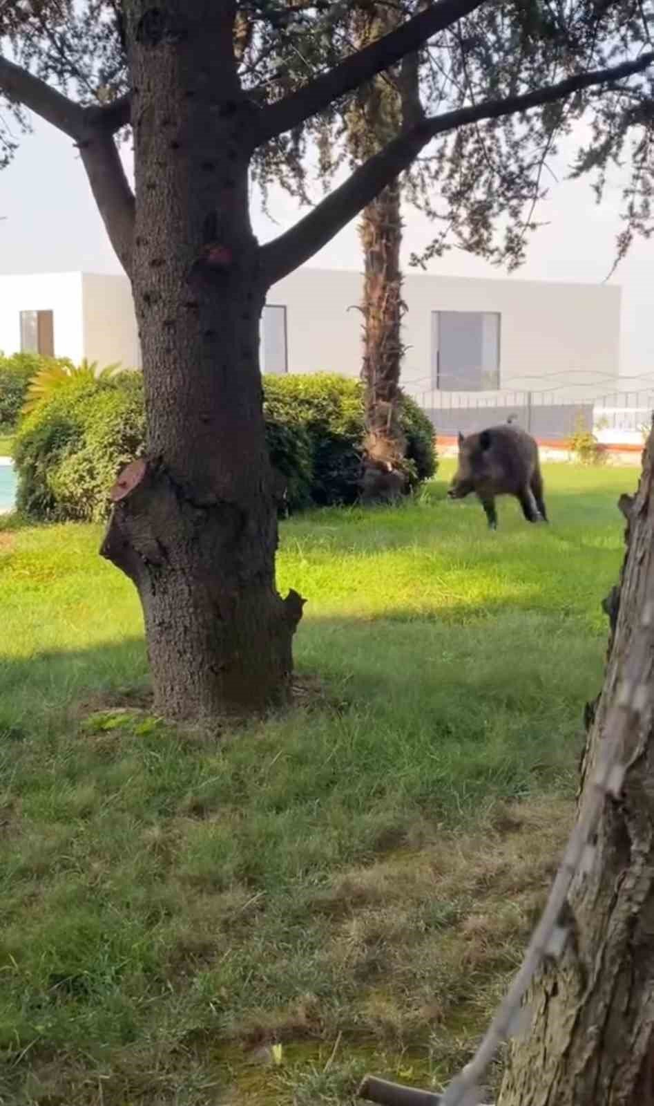 Villaya Kaçak Giren Domuz Havuza Düştü