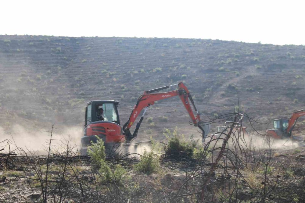 Kül Olan 312 Hektar Ormanlık Alan 333 Bin Fidanla Yeşertilecek