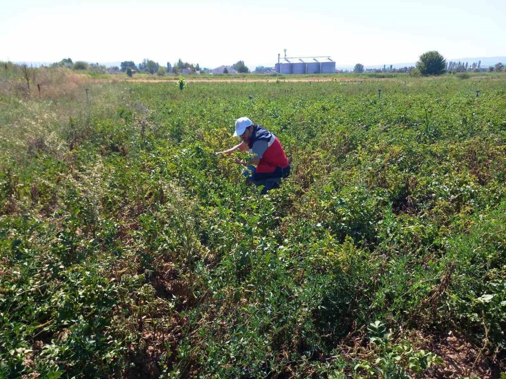 Patates Üretimi Yapılan Alanlarda Hastalık Ve Zararlı Surveyleri Yapıldı