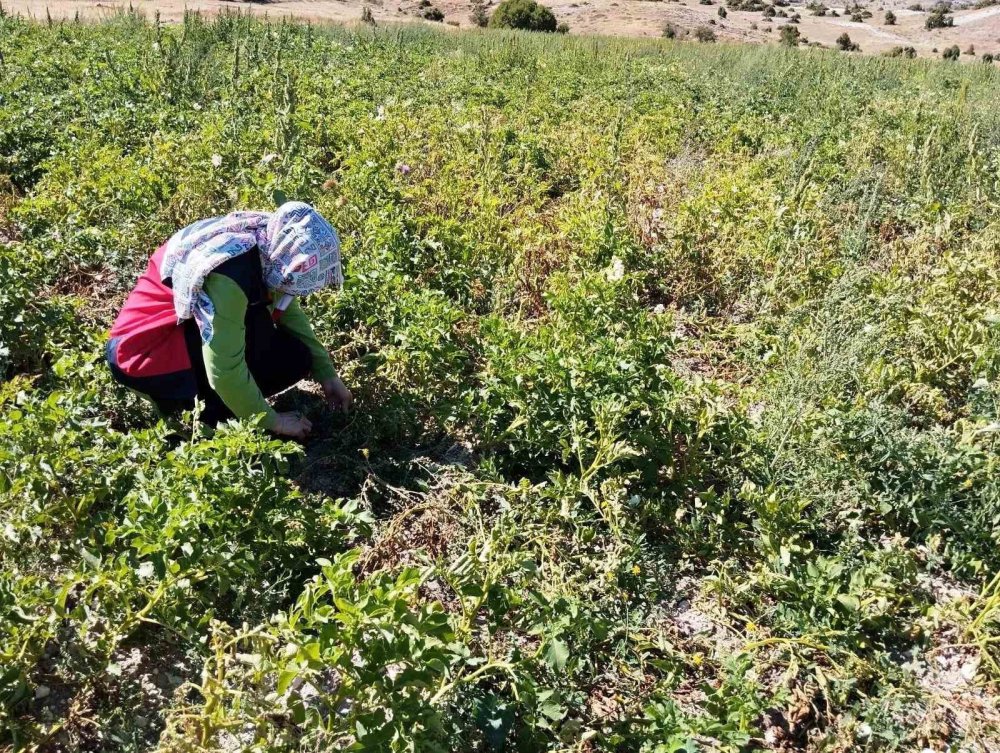 Patates Üretimi Yapılan Alanlarda Hastalık Ve Zararlı Surveyleri Yapıldı