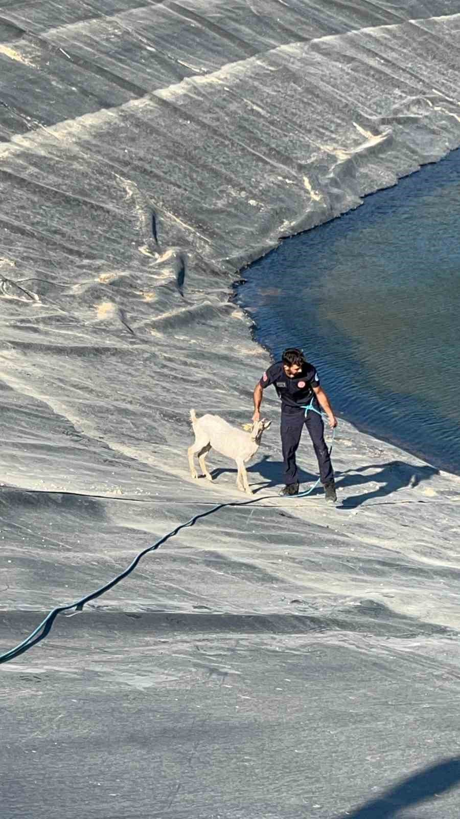 Sulama Göletinde Mahsur Kalan 6 Küçükbaş Hayvan Ve Bir Köpek Kurtarıldı