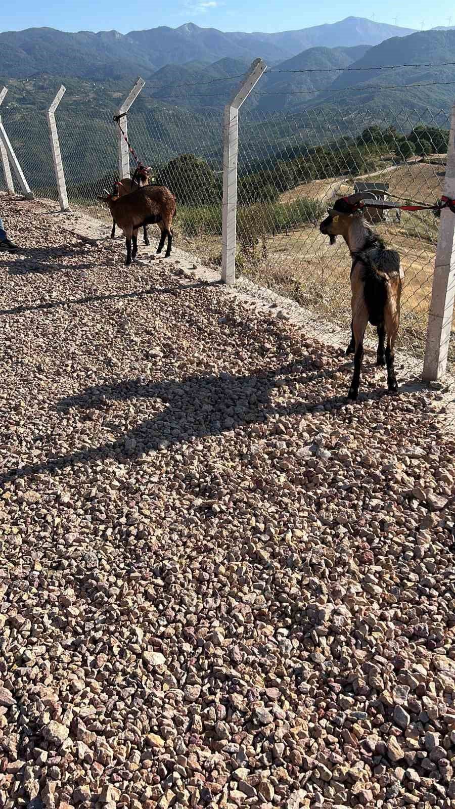 Sulama Göletinde Mahsur Kalan 6 Küçükbaş Hayvan Ve Bir Köpek Kurtarıldı