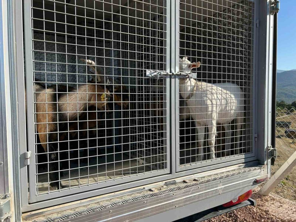 Sulama Göletinde Mahsur Kalan 6 Küçükbaş Hayvan Ve Bir Köpek Kurtarıldı