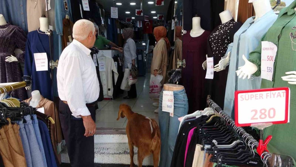 Evladı Gibi Sevdiği Keçiyi Yanından Ayırmıyor