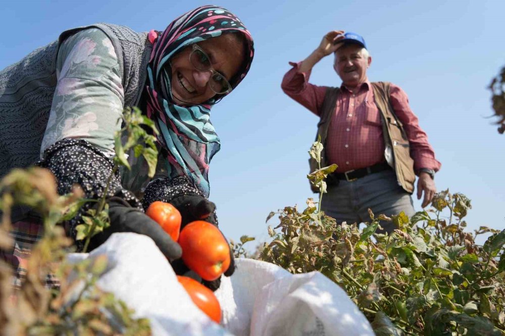 Sosyal Medyada Çağrı Yaptı, Tarlada Kalan Domatesi Bedava Dağıttı