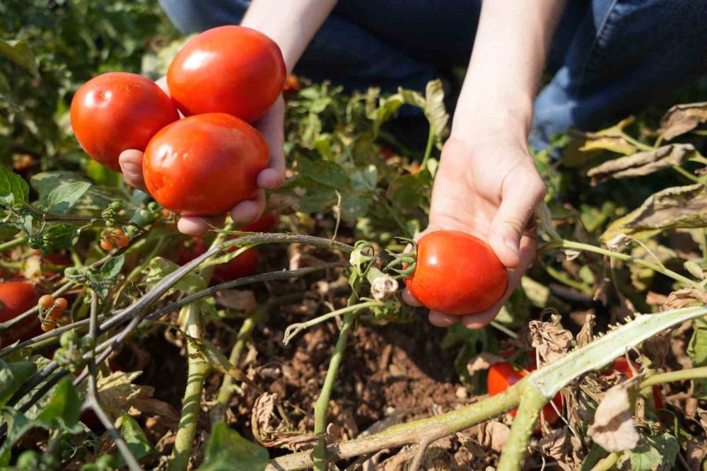 Sosyal Medyada Çağrı Yaptı, Tarlada Kalan Domatesi Bedava Dağıttı