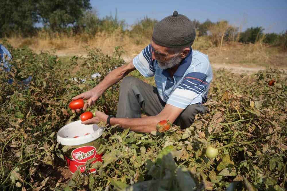 Sosyal Medyada Çağrı Yaptı, Tarlada Kalan Domatesi Bedava Dağıttı